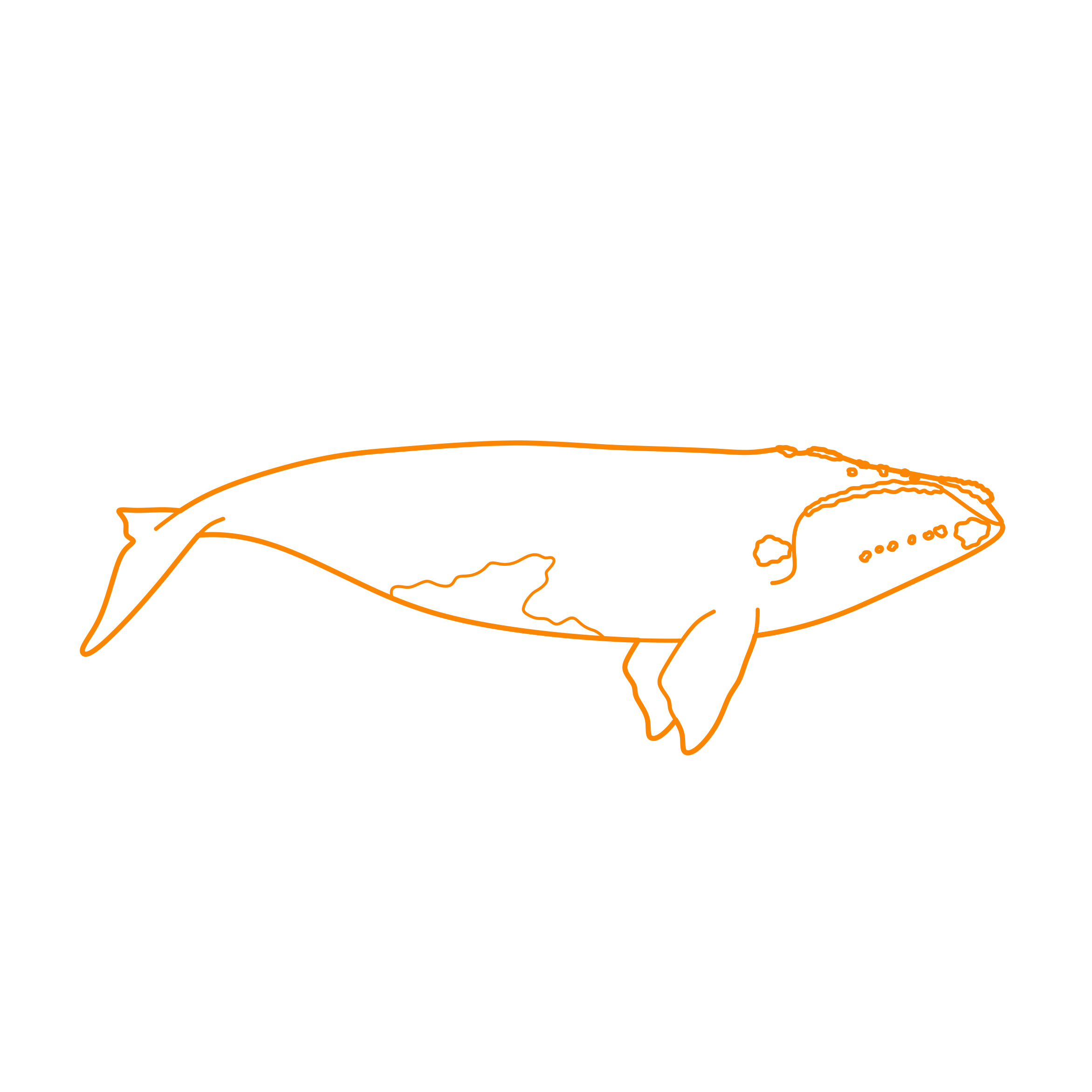 Animals Baleen Whales North Atlantic Right Whale Contour Svg Vector Free Vectors